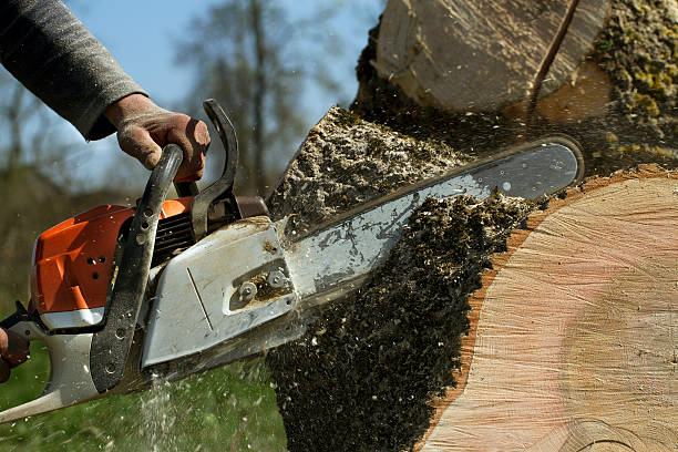 Montgomery, AL Tree Service Company